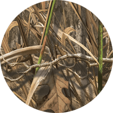 shadow grass
